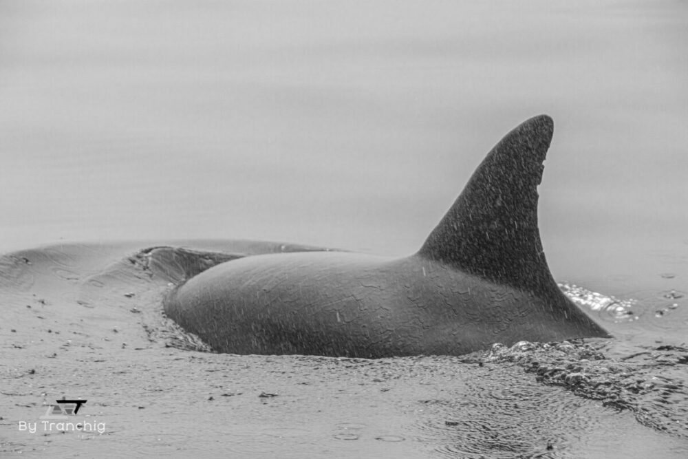 Dauphin en mer d'Iroise