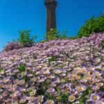 Eckmuhl Flowers Bretagne Finistère Tranchig
